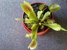 zdjęta z parapetu, mordki przyglądają się światu