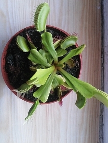 trochę mnie martwi, że zrobiła się wybredna - znoszę jej różne robaczki, ale jedne trawi a inne nie, tymczasem sama nie poluje bo nic nie przelatuje blisko niej