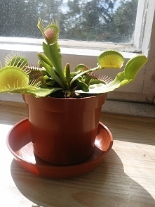 w pełnym słońcu lubi się nagrzewać, nowe główki się wykluwają, wodę chłepce bardzo szybko, ale trochę mnie martwią plamy na dwóch szczękach, które niedawno trawiły muchę i pajączka