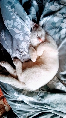 moja mala wlochata kuleczka