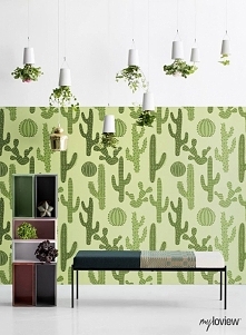 kaktusy na ścianach: mylovi...