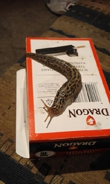 Ślimak lamparci:)Proszę o dużo złośliwych komentarzy. ..