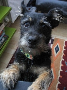 Mój ukochany piesek:) ❤