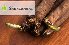 Skorzonera - czym jest i jak działa?
