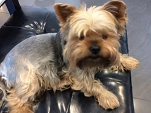 Azi, piesio Małgosi