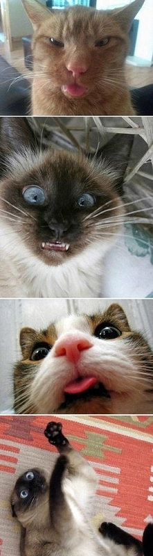 Co robi kot, gdy się odwrócisz :))