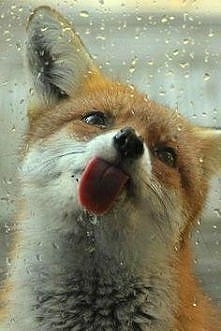 świetna tapeta do telefonu