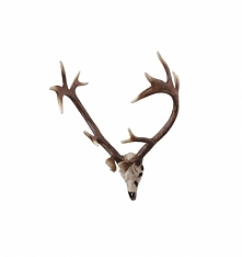 poroże na ścianę - dekoracja