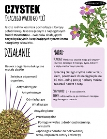 Dlaczego warto pić czystek