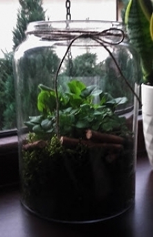 zioła w słoiku - gród w słoiku