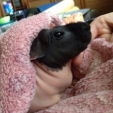 Świnka morska rasy Skinny