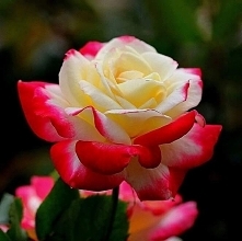 Good morning♥ (　^ω^) Dzień dobry♥