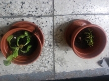 przesadzanie przez podział