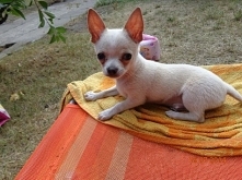 Kiedy byłem małym chłopcem. Pikuś. Chihuahua