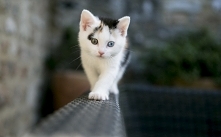 Nadaj oczom kocie spojrzenie. Zaskocz naturalnymi i głębokimi barwami. Wybierz swoje wymarzone soczewki w sklepie internetowym Mylenshop_com. Mrrrrau!