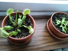 po przesadzeniu jedna uparcie znow wysuwa pędy kwiatowe