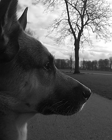 'Im bardziej poznaję ludzi, tym bardziej kocham zwierzęta'