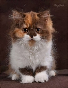 Ten kot jest bardzo słodki...