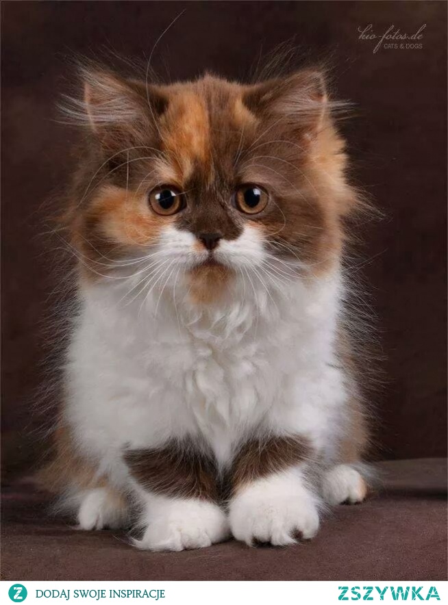 Ten kot jest bardzo słodki...