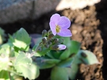 "Kwiat, który kwitnie mimo przeciwności losu, to najrzadszy i najpiękniejszy z nich wszystkich" 
"Mulan"