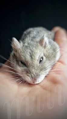 Mojemu trenerowi jest tak dobrze że za chwilę zaśnie:)