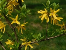 "Dziwne, że ludzie nie widzą tego, co mają pod nosem" 
"Pajęczyna" Agatha Christie