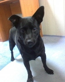 Co mówią gwiazdy o psach urodzonych pod danym znakiem zodiaku.

Kupując psa nie zawsze mamy świadomość tego, że on także ma określone cechy charakteru. Warto więc wiedzieć, kied...