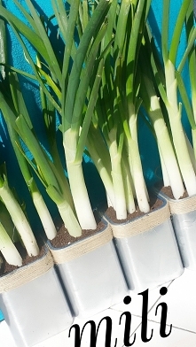 Szczypiorek został przesadzony w mniejsze samodzielnie zrobione doniczki co wy na to. ..