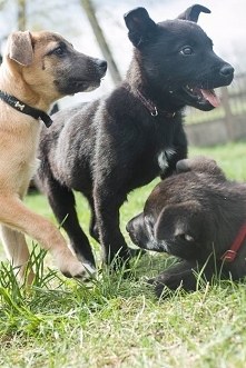 Fundacja Zwierzęta Niczyje 

A na zakończenie weekendu reklamujemy nasze mini labradorki:) Czarne - płeć do wyboru, bo chłopiec i dziewczynka!:) Siedzą u nas najdłużej ze wszyst...