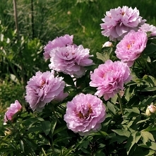 . . . piwonia drzewiasta - ...