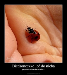 Biedroneczki są w kropeczki.