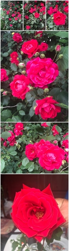 w moim ogródeczku takie pię...