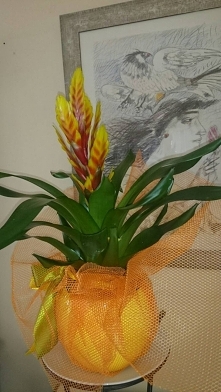 Najpiękniejsza biżuteria świata,kwiaty czyli natura czego można chcieć więcej.Każdy prezent jest miły ale gdy roślina kwitnie to znaczy,że się uśmiecha.