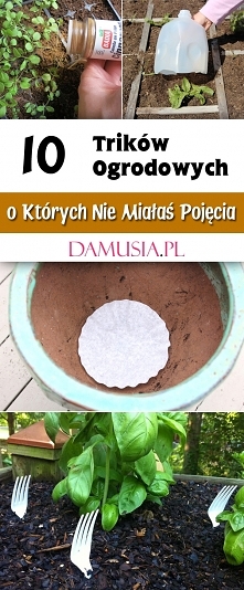 10 Trików Ogrodowych o Których nie Miałaś Pojęcia