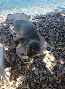 Αrgiro foczka żyła na wyspie Samos -Σάμος. Zgubiła się, odłączyła od stada i znalazła jeszcze malutka na plaży. Pod szczególną opieką ekologów żyła na pięknej wyspie w otoczeniu...