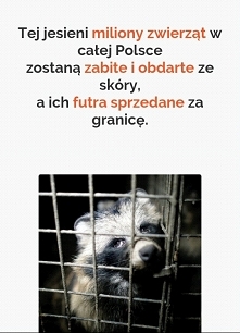Pomóż zwierzętom i podpisz petycję, link w komentarzu