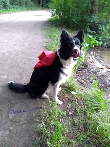 Jak uszyć plecak dla psa - instrukcje