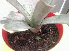 ukorzeniany ananasek nr 1- co prawda rozeta za bardzo się nie przyjęła, mimo ładnych korzeni, ale za to wypuszcza nowe maleństwo :)