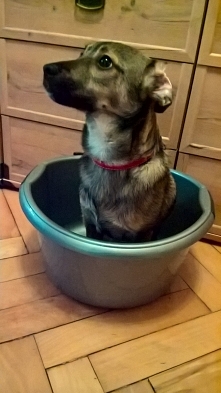 Wszedł do miski i nie wiedział, że może z niej wyjść.