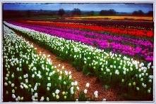 Chrzypsko Wielkie w Wielkop...