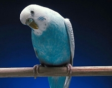 Kochaj mnie a nie pożałujesz.Niebo w piórach.Papugi to niezwykle zróżnicowana grupa zwierząt,mogą dożyć nawet 70 lat.Regułą jest jednak,że duże papugi żyją znacznie dłużej niż p...