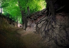 Wąwóz lessowy w Kazimierzu Dolnym