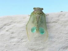 Cykady są nieśmiertelne,owad ten przezwycięża starość.Zrzuca starą powłokę,po czym uzyskuje nową.Muzyka w wakacje całkowicie za darmo w gorącym klimacie.Pracowity owad ,który dz...