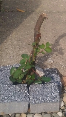 ukorzeniony pęd róży został połamany przez deszcze, ale odrasta :)