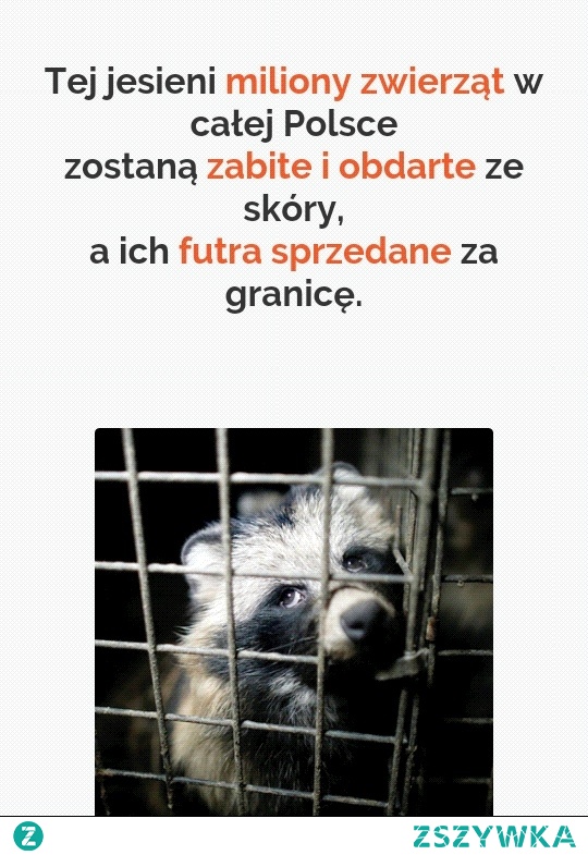 Pomóż zwierzętom i podpisz petycję, link w komentarzu