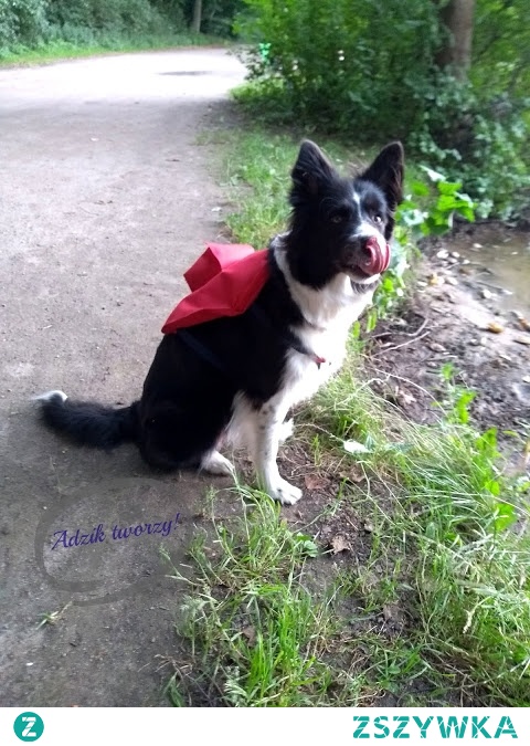 Jak uszyć plecak dla psa - instrukcje