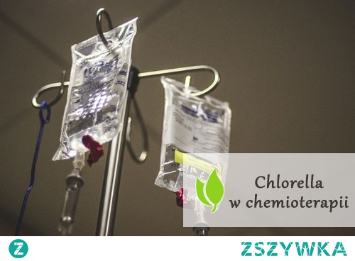 Chlorella w chemioterapii