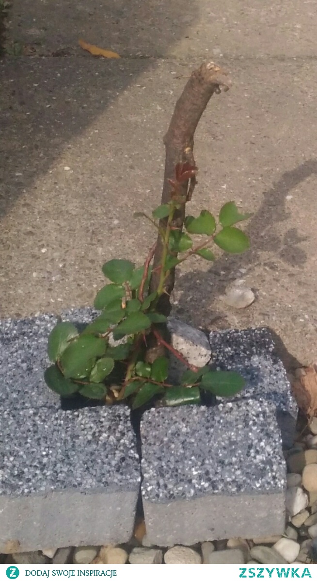 ukorzeniony pęd róży został połamany przez deszcze, ale odrasta :)