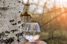 Sok z brzozy i jego niezwykłe właściwości