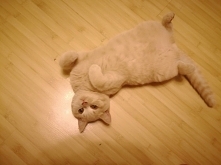 Gizmus w wersji mini.